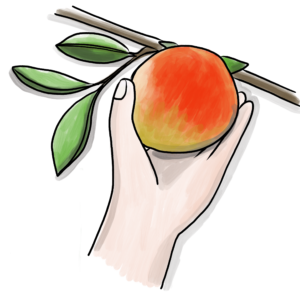 La cueillette de vos pommes